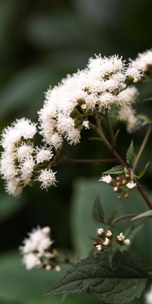 AGERATINA altissima 'Chocolate' (EUPATORIUM rugosum 'Chocolate') 